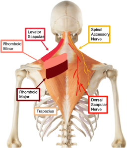 Anatomical-illustration-demonstrating-the-posterior-pathways-of-the-dorsal-scapular-nerve