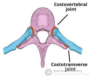 Posterior-Articulations-of-the-Rib