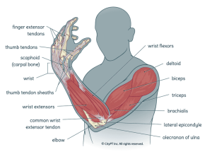 hand-elbow-arm-muscles-bones